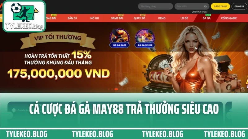 May88 - cổng cá cược đa kèo, giao diện hiện đại dễ bắt kèo chuẩn 6 Cá cược đá gà may88 trả thưởng siêu cao